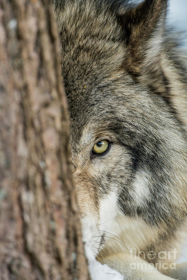 Timber Wolf Picture - TW285 by Wolves Only Timber Wolf Picture - TW285 by Wolves Only