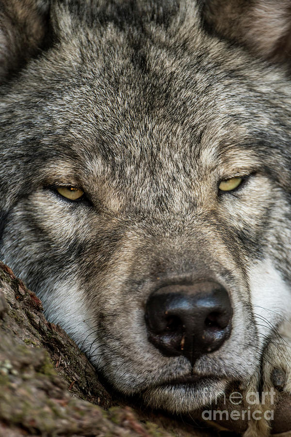 Timber Wolf Picture - TW288 by Wolves Only Timber Wolf Picture - TW288 by Wolves Only