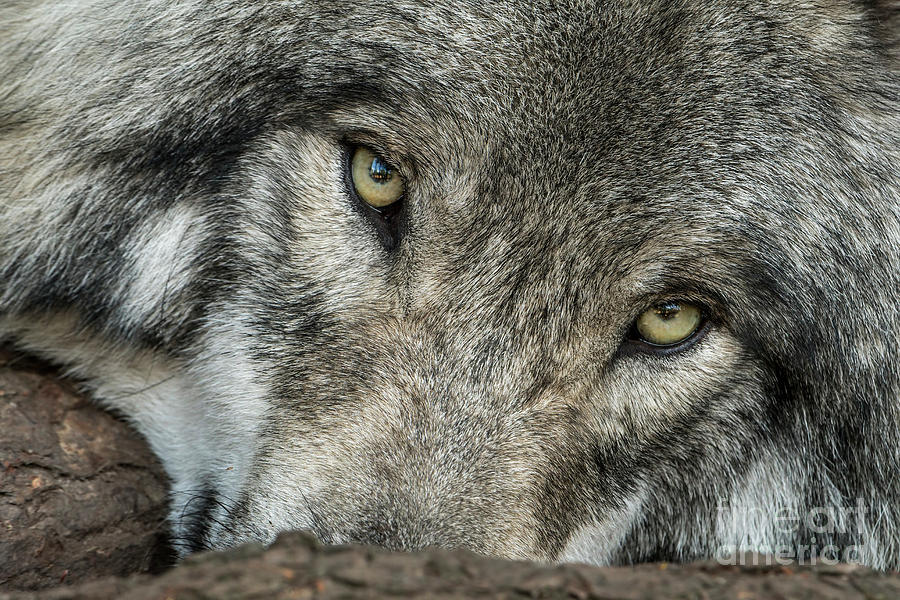 Timber Wolf Picture - TW289 by Wolves Only Timber Wolf Picture - TW289 by Wolves Only