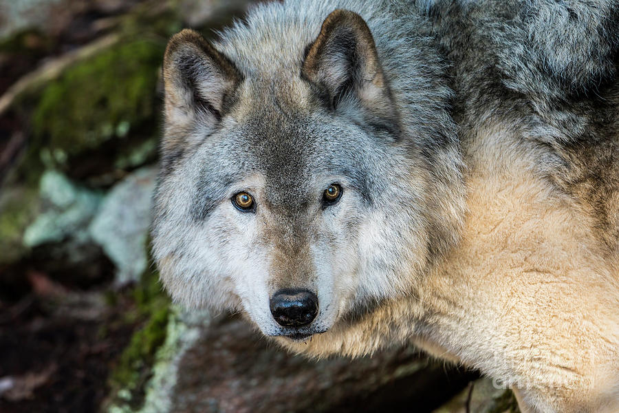 Timber Wolf Picture - TW291 by Wolves Only Timber Wolf Picture - TW291 by Wolves Only