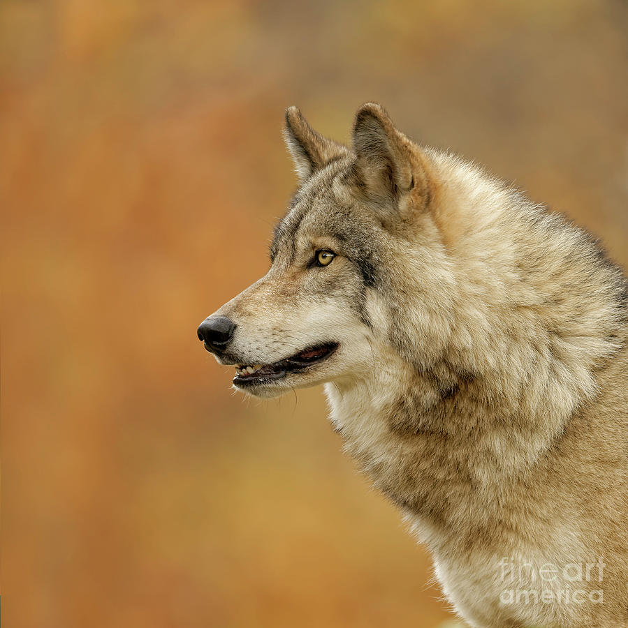 Timber Wolf Picture - TW293 by Wolves Only Timber Wolf Picture - TW293 by Wolves Only