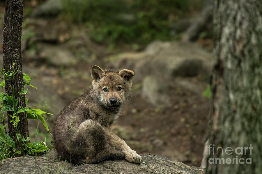 Timber Wolf Picture - TW335 by Wolves Only Timber Wolf Picture - TW335 by Wolves Only