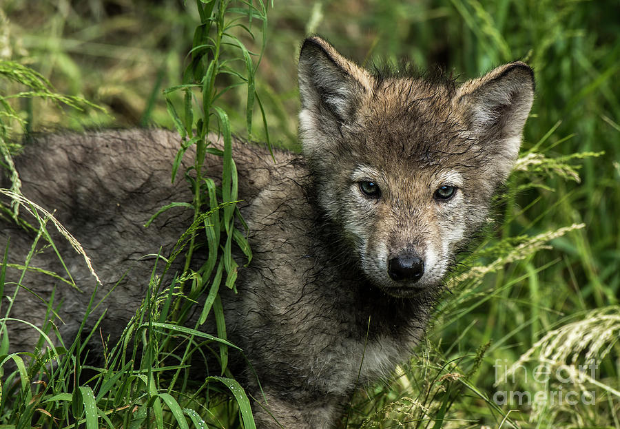 Timber Wolf Picture - TW336 by Wolves Only Timber Wolf Picture - TW336 by Wolves Only
