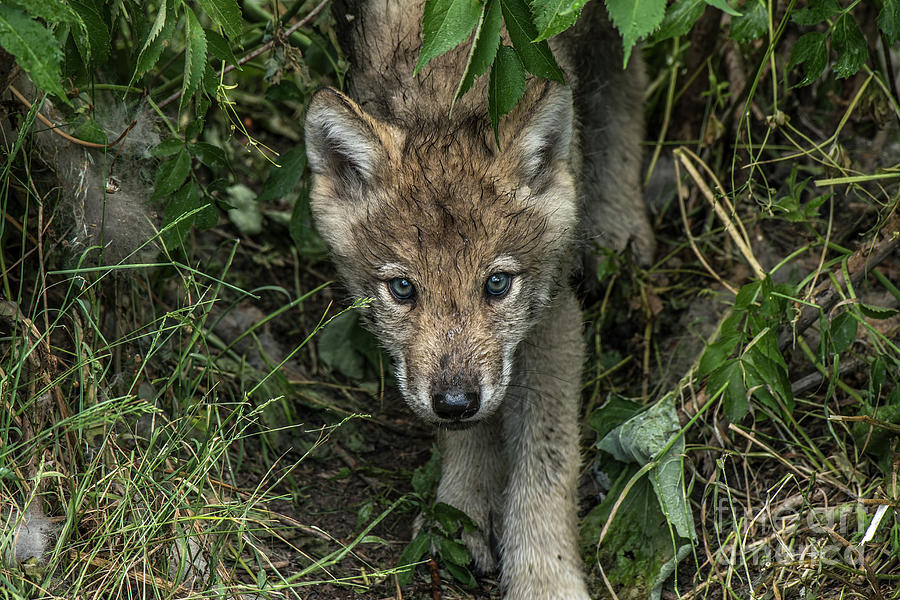 Timber Wolf Picture - TW337 by Wolves Only Timber Wolf Picture - TW337 by Wolves Only