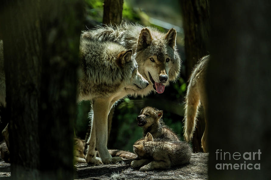 Timber Wolf Picture - TW340 by Wolves Only Timber Wolf Picture - TW340 by Wolves Only