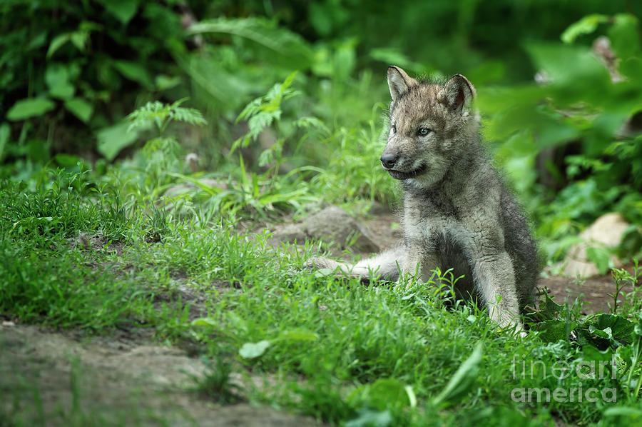 Timber Wolf Picture - TW341 by Wolves Only Timber Wolf Picture - TW341 by Wolves Only