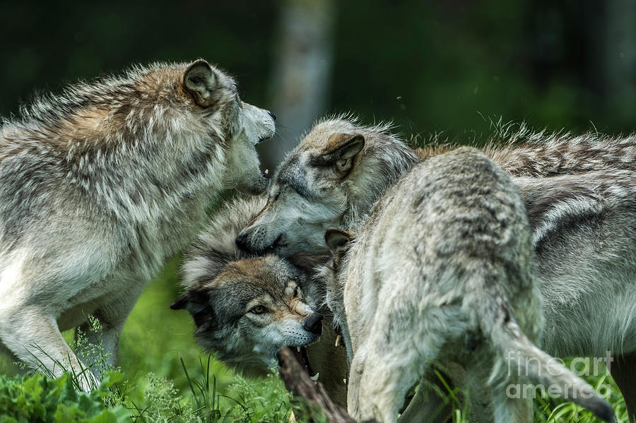 Timber Wolf Picture - TW70 by Wolves Only Timber Wolf Picture - TW70 by Wolves Only