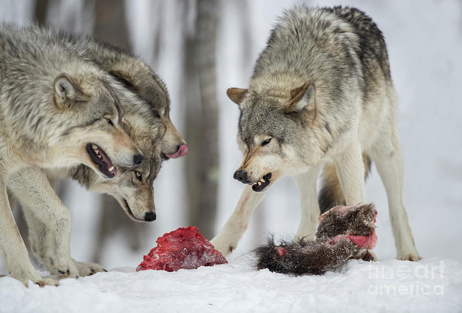 Timber Wolf Picture - TW72 by Wolves Only Timber Wolf Picture - TW72 by Wolves Only