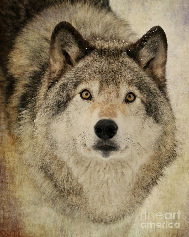 Timber Wolf Portrait Photograph by Heather King