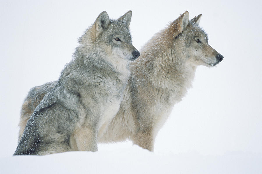 Timber Wolf Portrait Of Pair Sitting Photograph by Tim Fitzharris