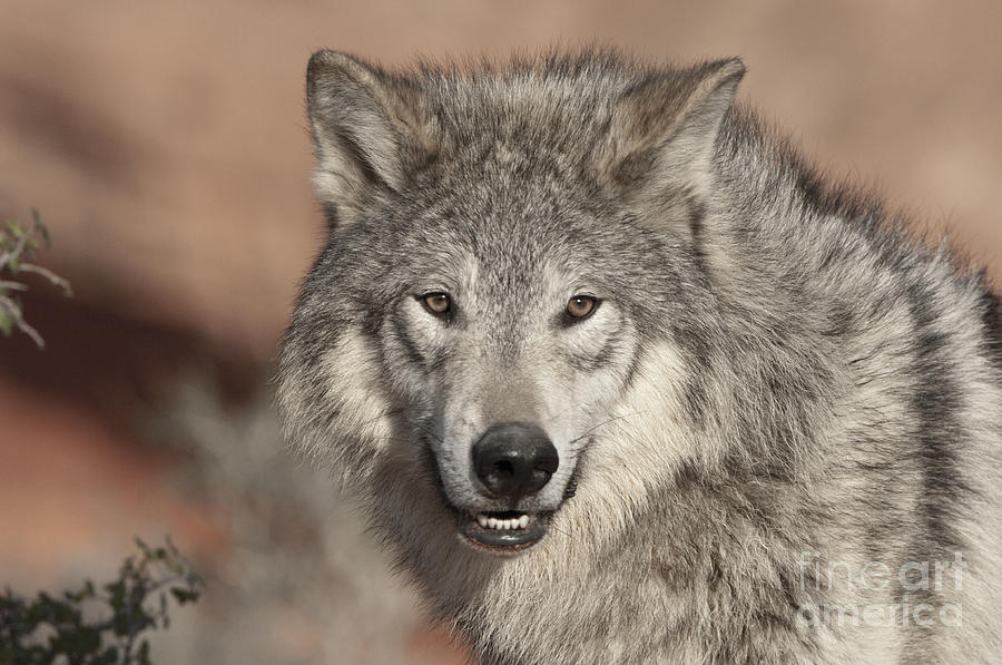 Timber Wolf Portrait Photograph by Sandra Bronstein