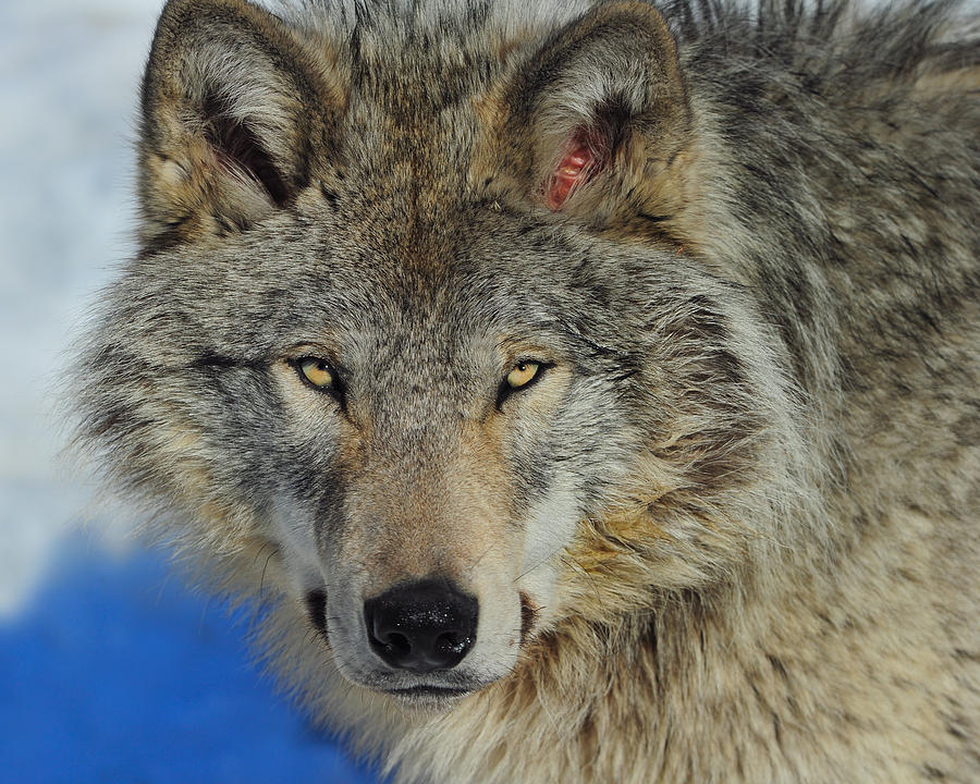 Timber Wolf Portrait Photograph