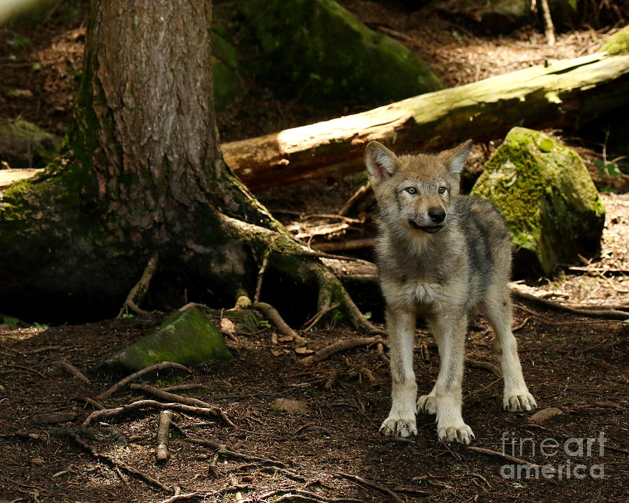 Wolves Photograph - Timber wolf pup by Heather King