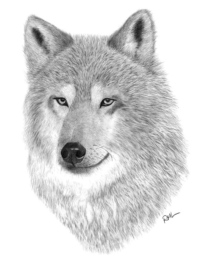 Timber Wolf Drawing by Rosanna Maria