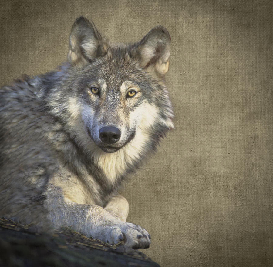Melanistic Timber Wolf + Timber Wolf Therian Wallpaper in 2023
