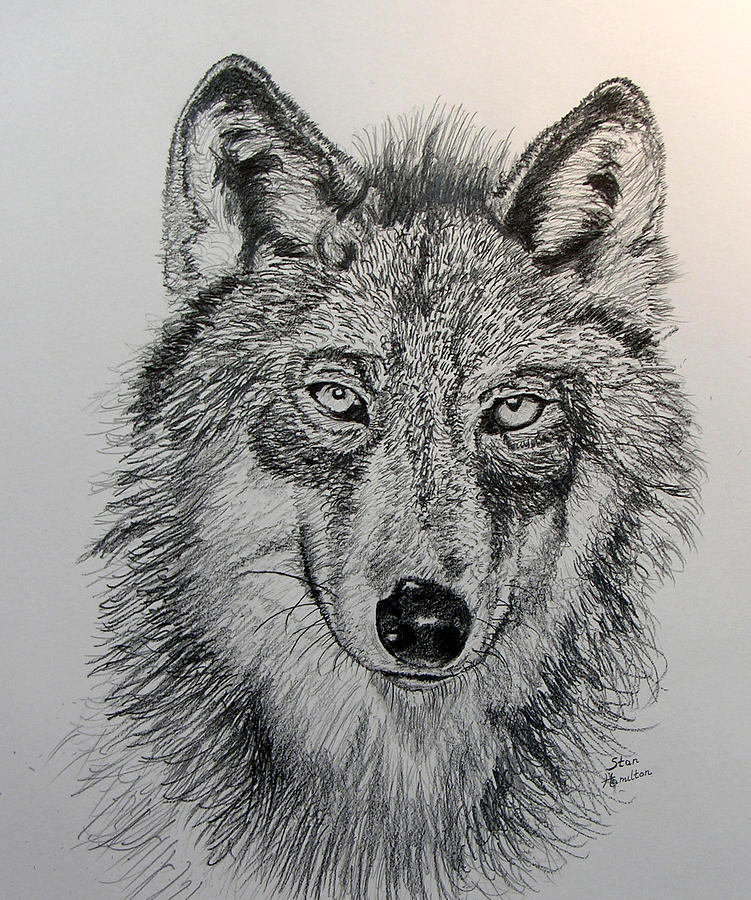 Timber Wolf Drawing by Stan Hamilton