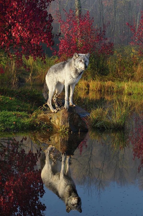 Gray Wolf jumping under a waterfall on the Kettle River Banning Wood Print  by Reimar Gaertner - Pixels