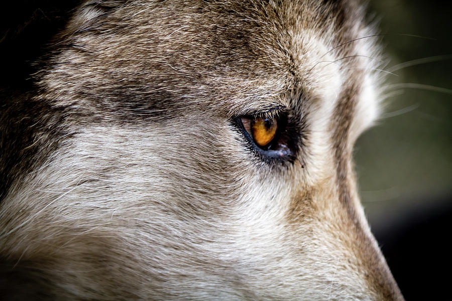 Timber Wolf Stare Photograph by Teri Virbickis