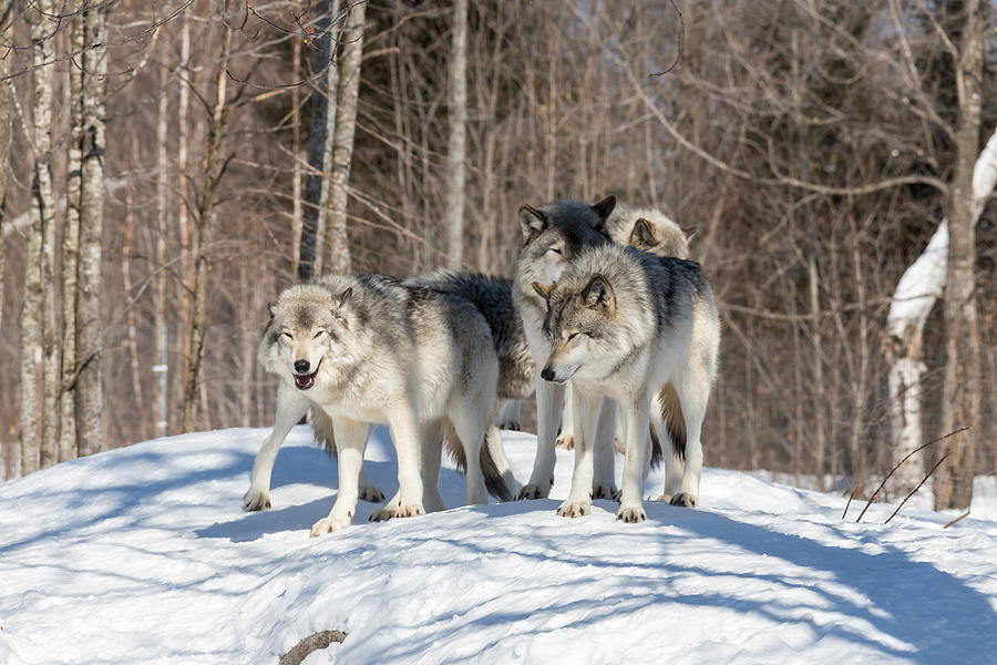 Timber Wolves in winter Photograph by Josef Pittner