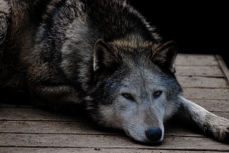 Timber Wolves Photograph