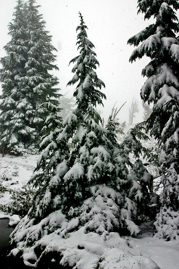 Timberline Snow Photograph by Albert Seger