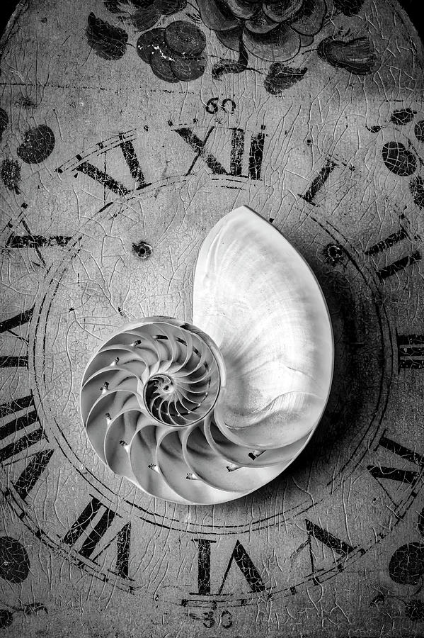 Time And The Nautilus Shell Photograph by Garry Gay