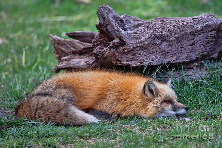 Time for a nap Photograph by Laurinda Bowling