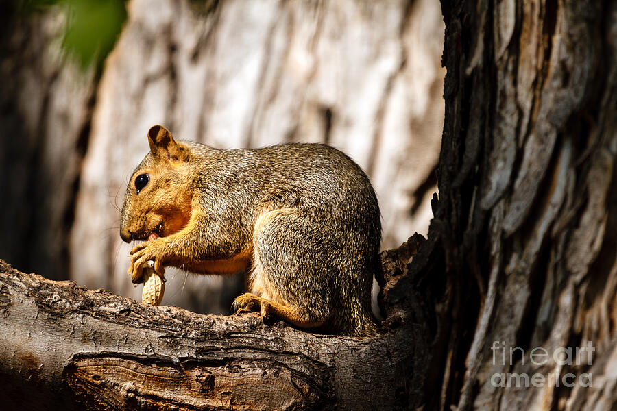 Tree Photograph - Time For A Peanut by Robert Bales