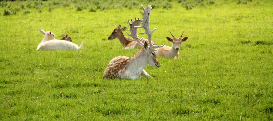 Time for a rest deer  Photograph by Martina Fagan