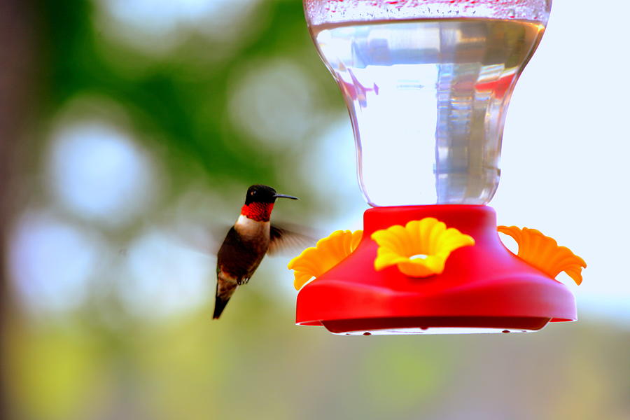 Hummingbird Photograph - Time for lunch by Lisa Wooten
