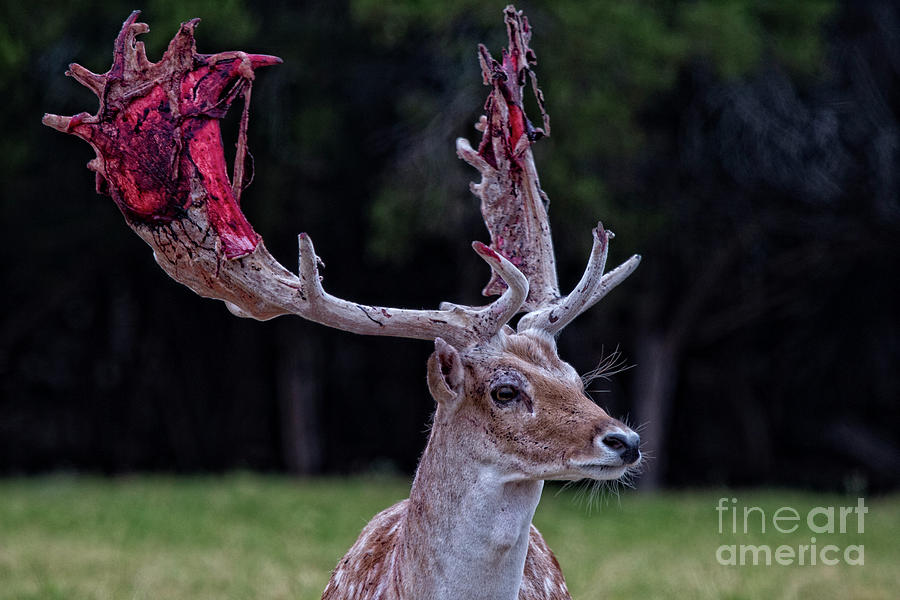 Time for new antlers Photograph by Douglas Barnard