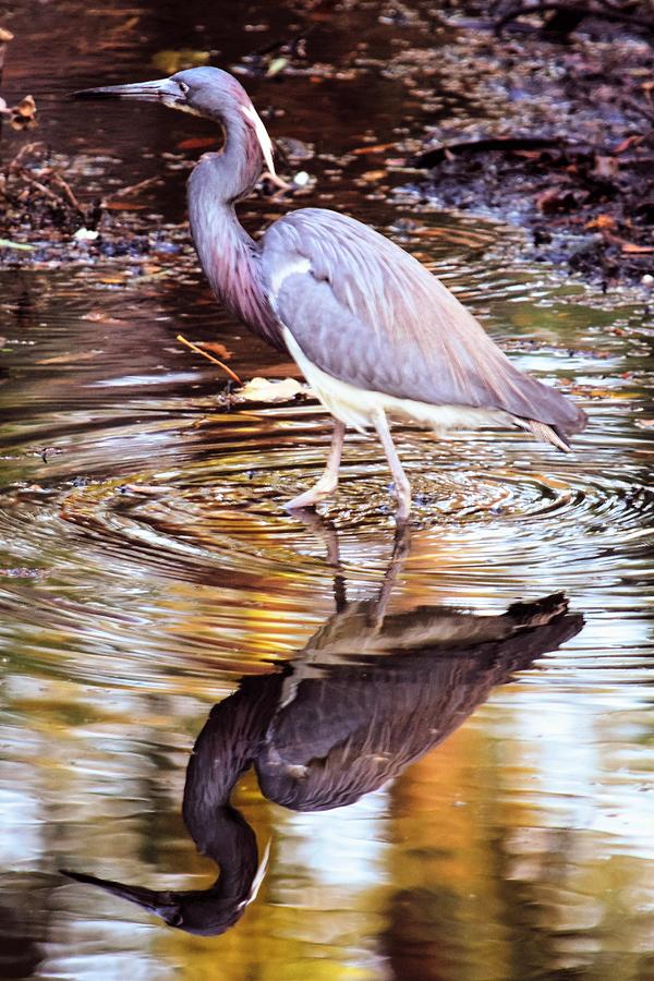 Time for Reflection in Hilton Head Photograph by Mary Ann Artz