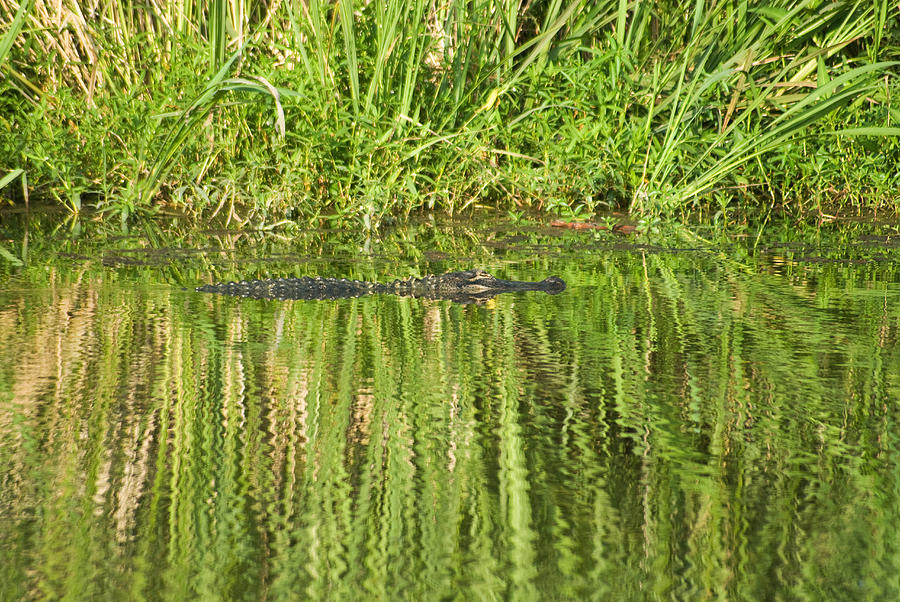 Alligator Photograph - Time for some sun by Anthony Knapp