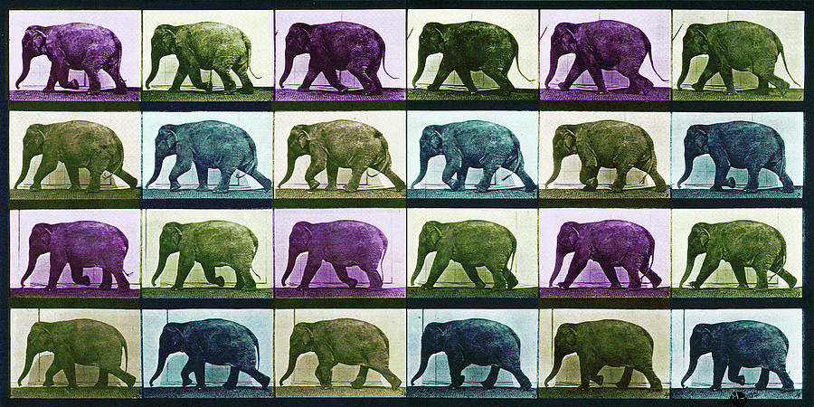 Time Lapse Motion Study Elephant Color Mixed Media by Tony Rubino