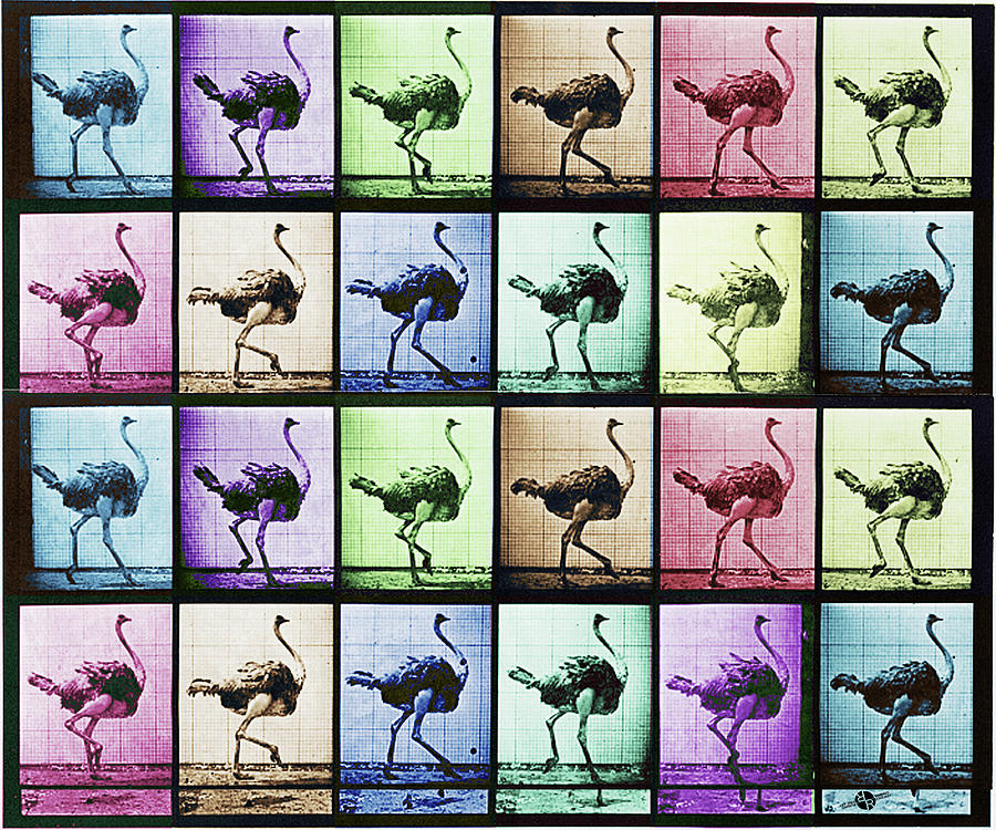 Time Lapse Motion Study Ostrich Color Mixed Media by Tony Rubino