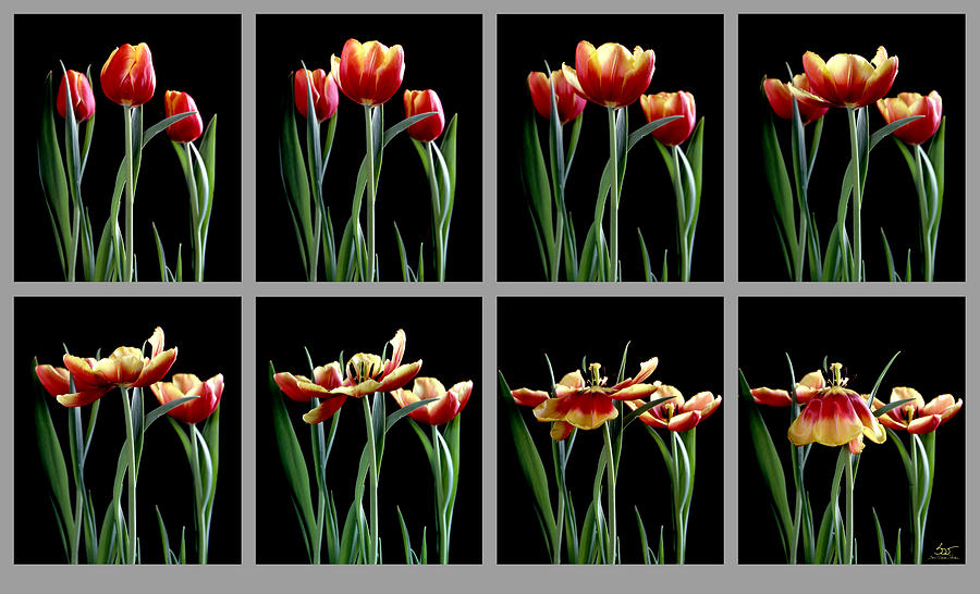 Time Lapse Tulips Photograph by Sam Davis Johnson
