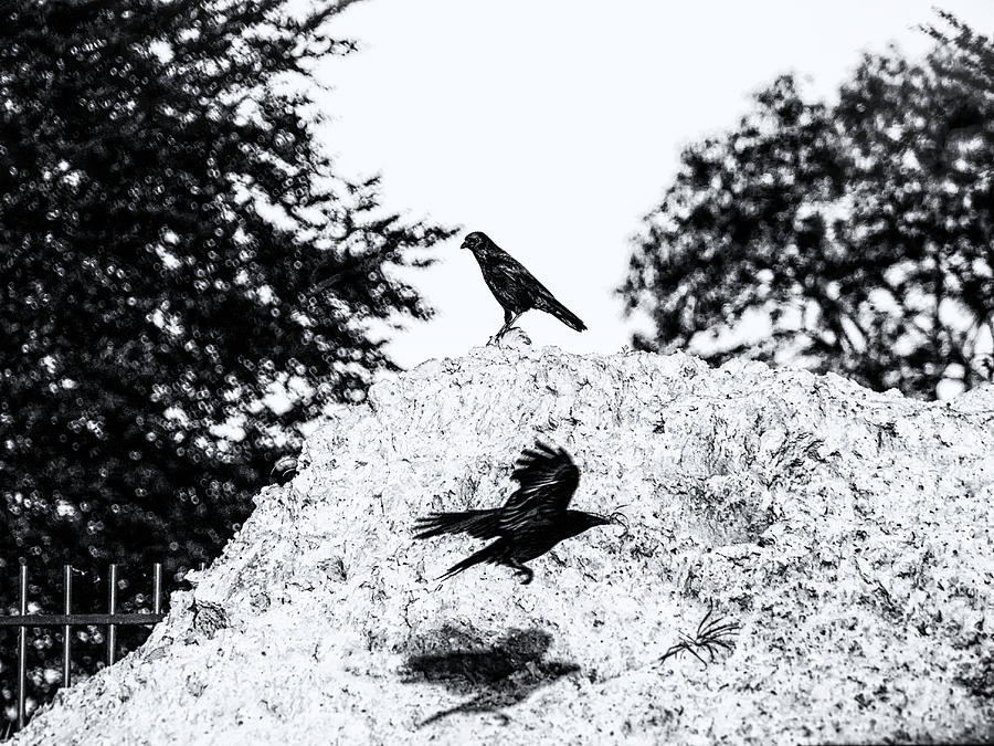 Time of Ravens Photograph by Jaroslav Buna