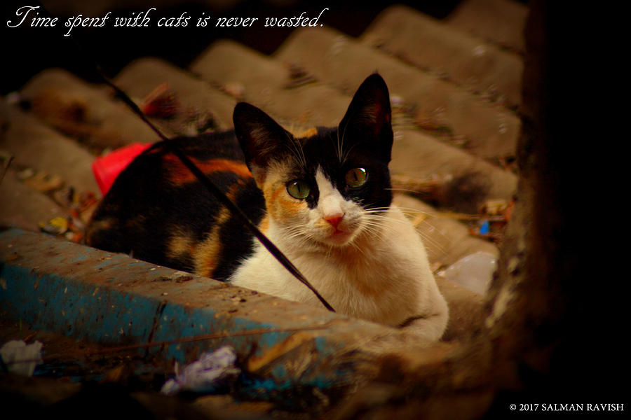 Time spent with cats. Photograph by Salman Ravish