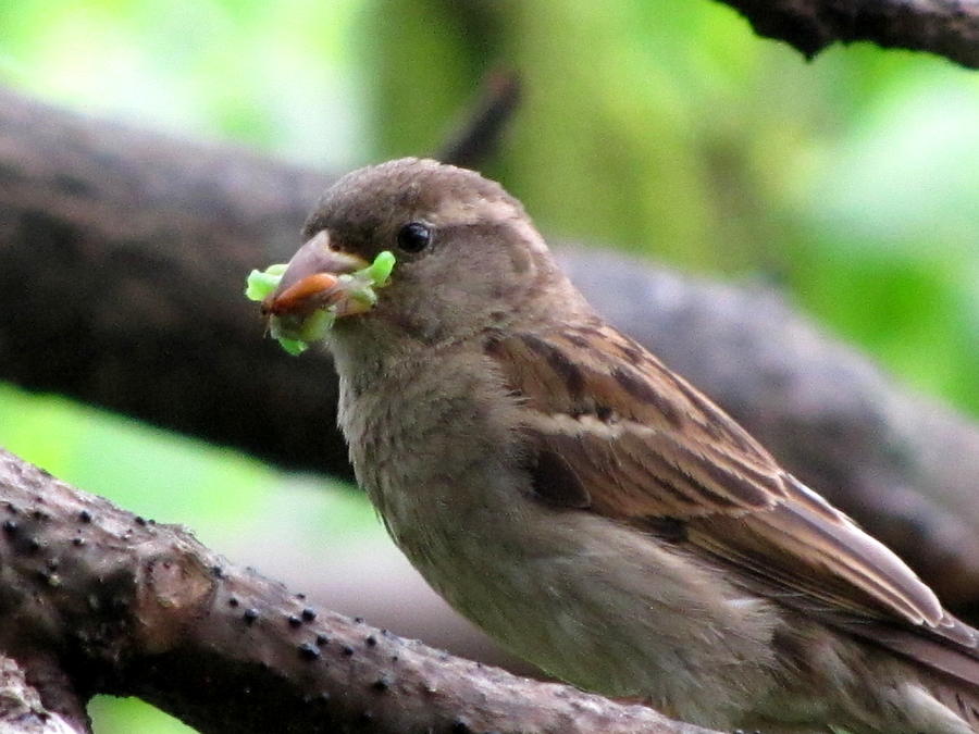 Sparrow Photograph - Time to feed the babies by Lisa Jayne Konopka