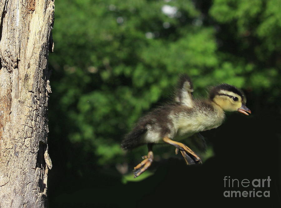 Time To Fledge Photograph by Gail Huddle | Fine Art America