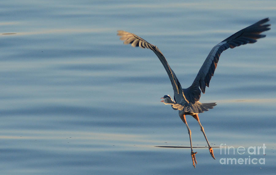 Time To Fly...great Blue Heron Photograph