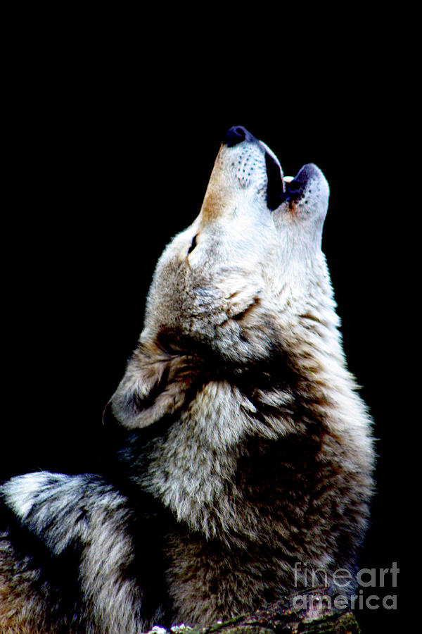 Howling Wolf Photograph - Time to Howl by Nick Gustafson