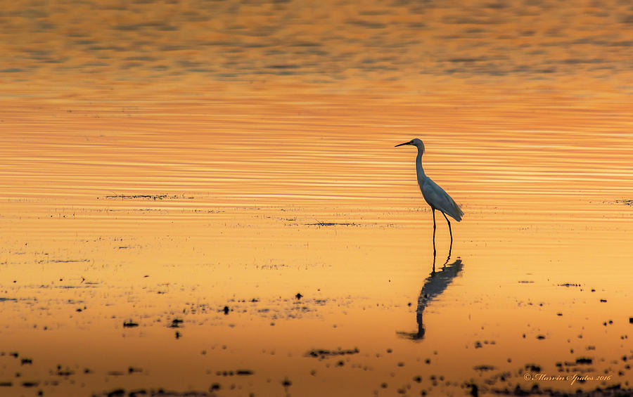 Bird Photograph - Time to Reflect by Marvin Spates