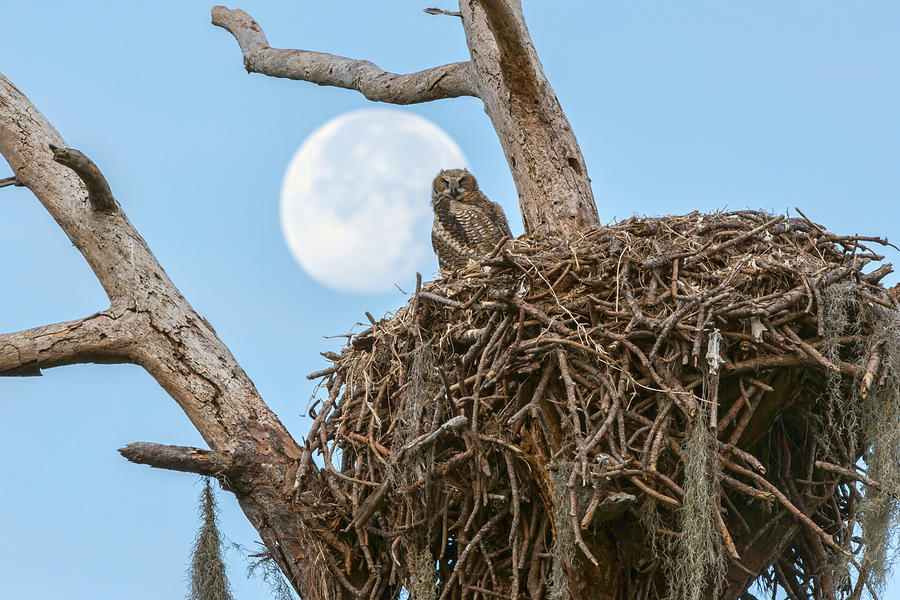 Owl Photograph - Time to Sleep by David Eppley