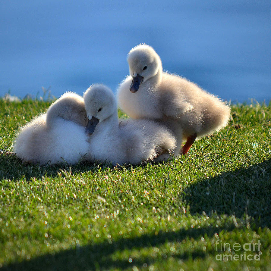 Swan Photograph - Time To Snuggle by Deb Halloran