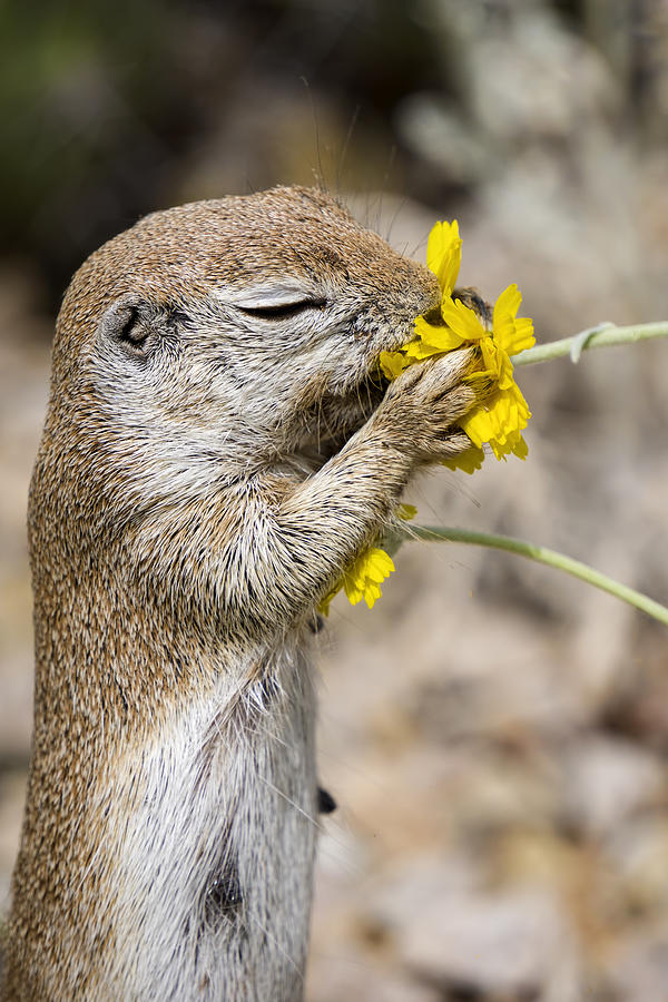 Take Some Time and Smell the Flowers  Photograph by Saija Lehtonen