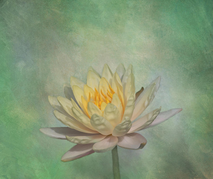 Nature Photograph - Timeless Beauty - Yellow Water Lily by Kim Hojnacki