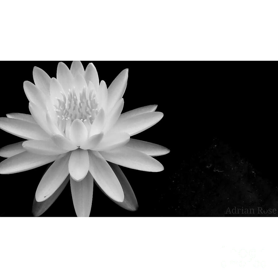 Black and White -timeless lily Photograph by Adrian De Leon Art and Photography