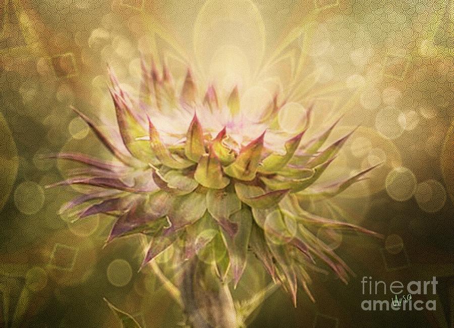 Timeless Thistle Photograph by Maria Urso
