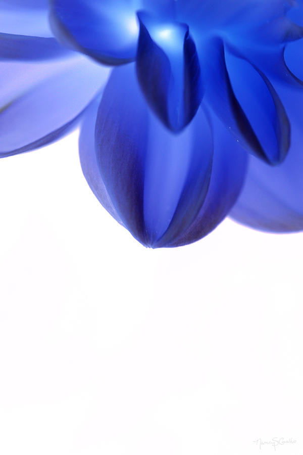 Flower Photograph - Timid in Blue by Nancy  Coelho